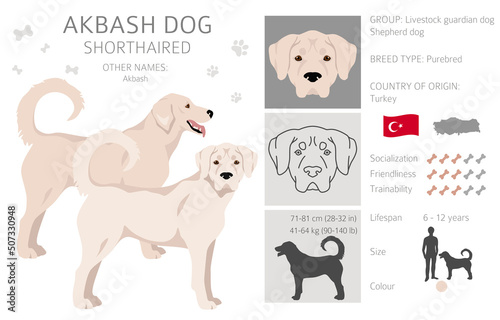 Akbash dog shorthaired clipart. Different poses, coat colors set.
