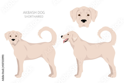 Akbash dog shorthaired clipart. Different poses  coat colors set