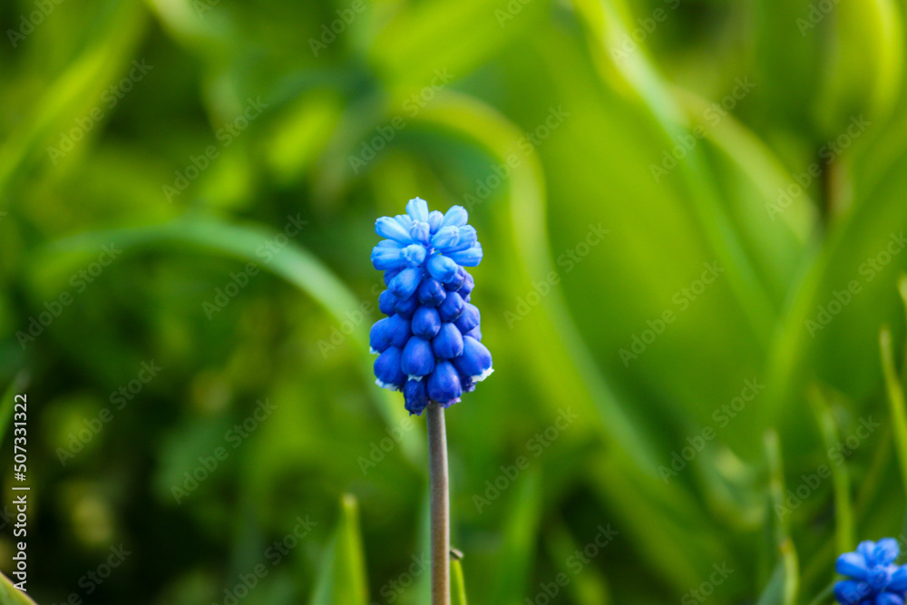 macro macro