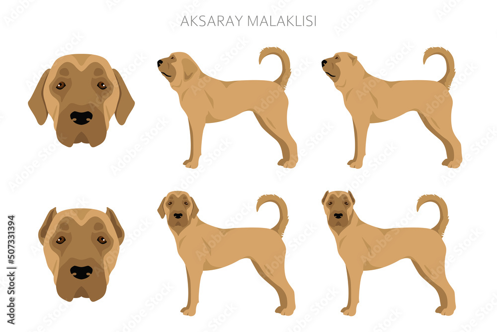 Aksaray Malaklisi clipart. Different poses, coat colors set