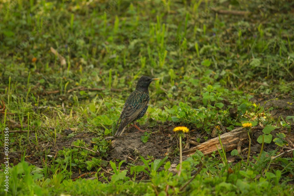 Fototapeta premium bird