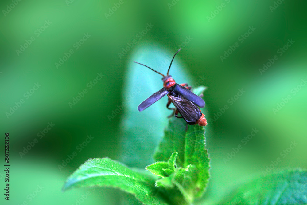 Cute bug on green grass Cute bug on green grass