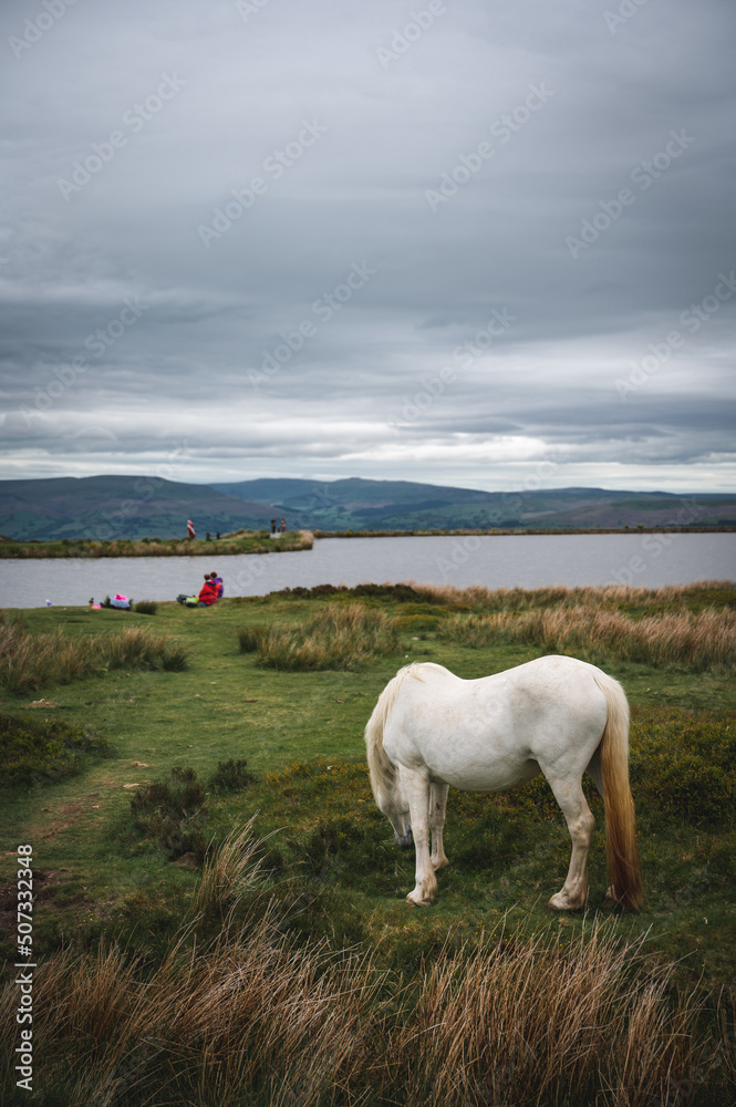 Wild Horses at Keepers Pond in Blaenavon, Brecon Beacons, South Wales Wild Horses at Keepers Pond in Blaenavon, Brecon Beacons, South Wales