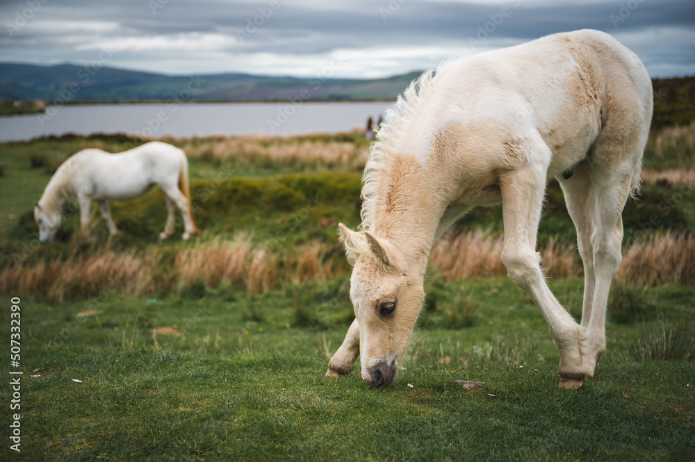 Wild Horses at Keepers Pond in Blaenavon, Brecon Beacons, South Wales Wild Horses at Keepers Pond in Blaenavon, Brecon Beacons, South Wales