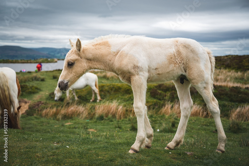 Wild Horses at Keepers Pond in Blaenavon, Brecon Beacons, South Wales