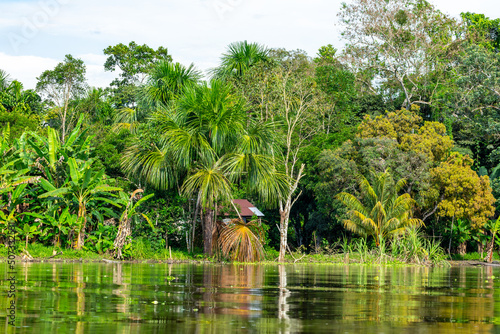 Amazon Rainforest Riverbank. Sailing down river Yanayacu at the Amazon jungle, near Iquitos, Peru. South America. 