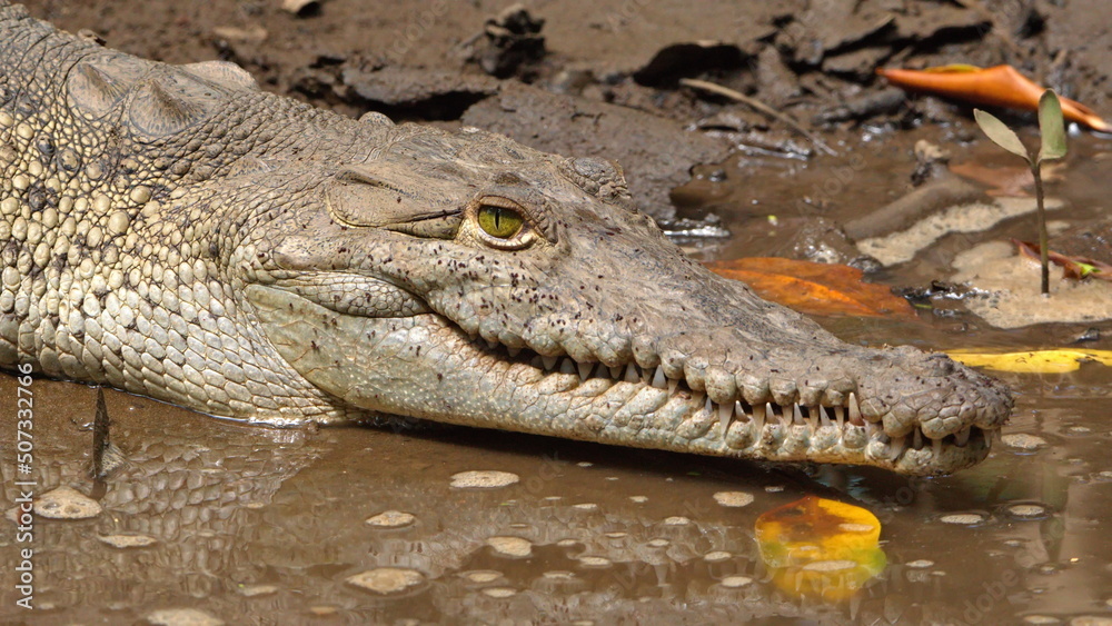 Close up of an American crocodile (Crocodylus acutus) in the Tamarindo Wildlife Refuge, Tamarindo, Costa Rica Close up of an American crocodile (Crocodylus acutus) in the Tamarindo Wildlife Refuge, Tamarindo, Costa Rica