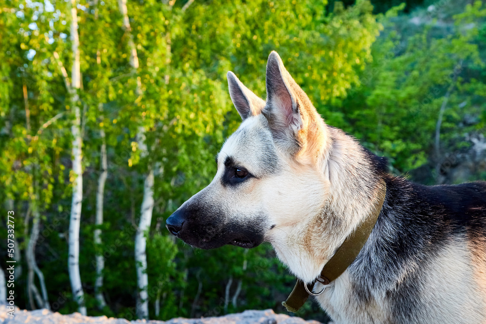 Big Dog German Shepherd in a sunny summer or autumn day on grey rocks of mountains. Russian guard dog Eastern European Shepherd in nature lanscape Big Dog German Shepherd in a sunny summer or autumn day on grey rocks of mountains. Russian guard dog Eastern European Shepherd in nature lanscape