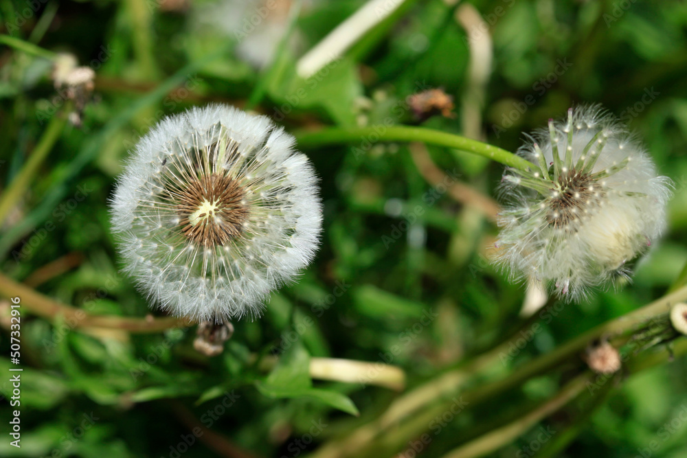 White dandelion on nature background White dandelion on nature background