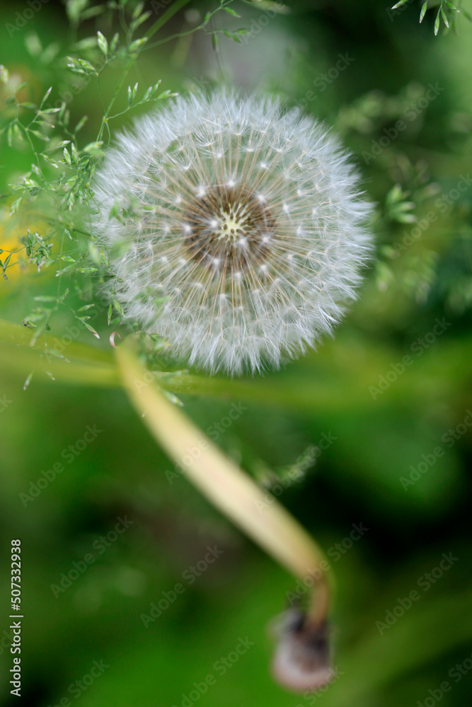 Fototapeta premium White dandelion on nature background