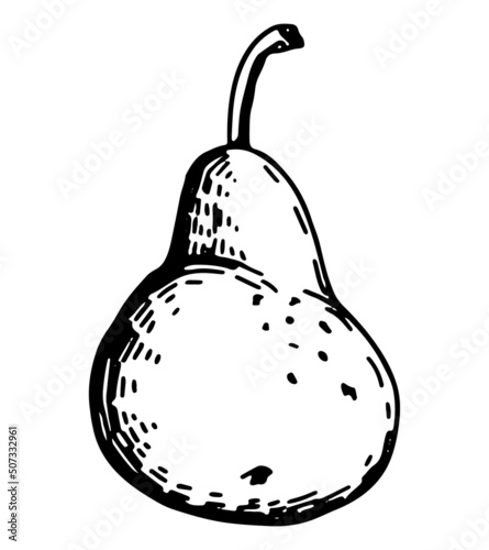 Pear fruit sketch clipart. Ripe tree fruit doodle isolated on white. Hand drawn vector illustration in engraving style.