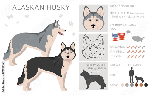 Alaskan husky clipart. Different poses, coat colors set.  Vector illustration