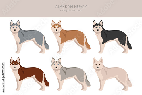 Alaskan husky clipart. Different poses  coat colors set