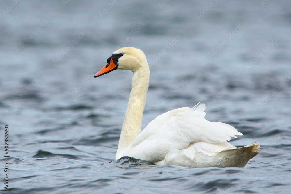 Fototapeta premium Mute swan (Cygnus olor) swimming in the windy sea.