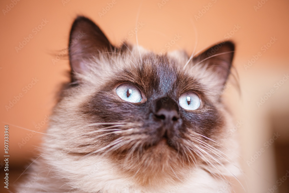 Macro photo of a cat. Portrait of a domestic cat at home on a wall background. Nevsky Masquerade Cat Macro photo of a cat. Portrait of a domestic cat at home on a wall background. Nevsky Masquerade Cat