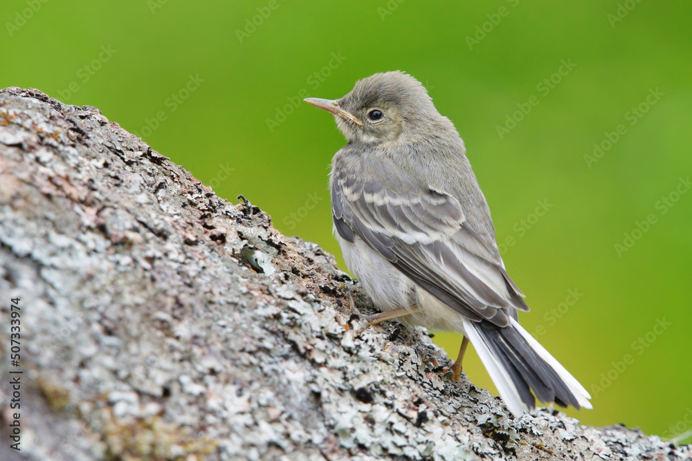 Young white wagtail (Motacilla alba) climbing on a rock. Young white wagtail (Motacilla alba) climbing on a rock.