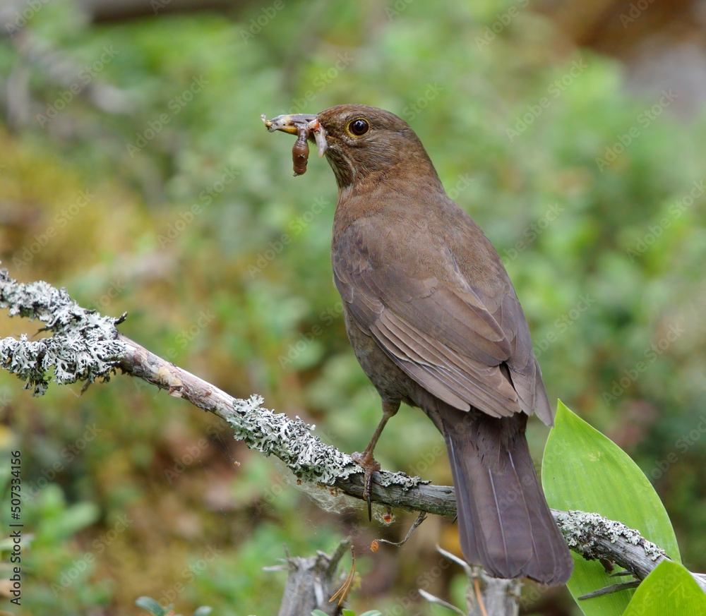 Fototapeta premium Common blackbird (Turdus merula) female with beak full of worms.