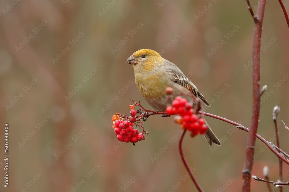 Pine grosbeak (Pinicola enucleator) female feeding on rowan berries in fall.