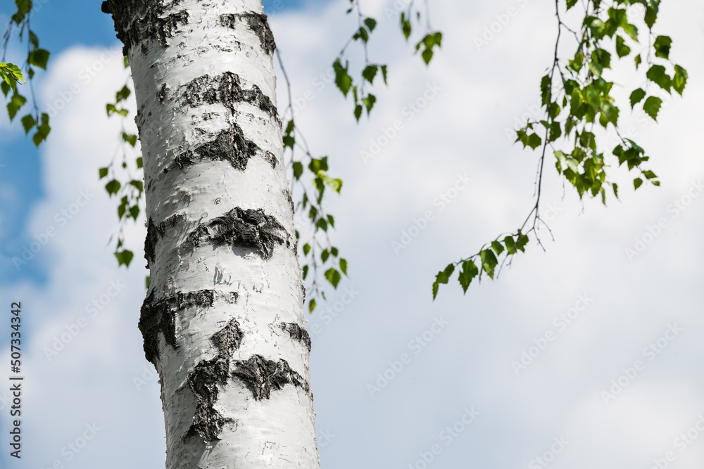 Fototapeta premium Silver birch tree trunk detail against white cloud background on blue sky. Betula pendula. Close-up of beautiful bright bark with long horizontal lenticels and spring green leaves on natural branches.