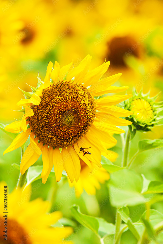 An Asian honeybee collects pollen from sunflowers. An Asian honeybee collects pollen from sunflowers.