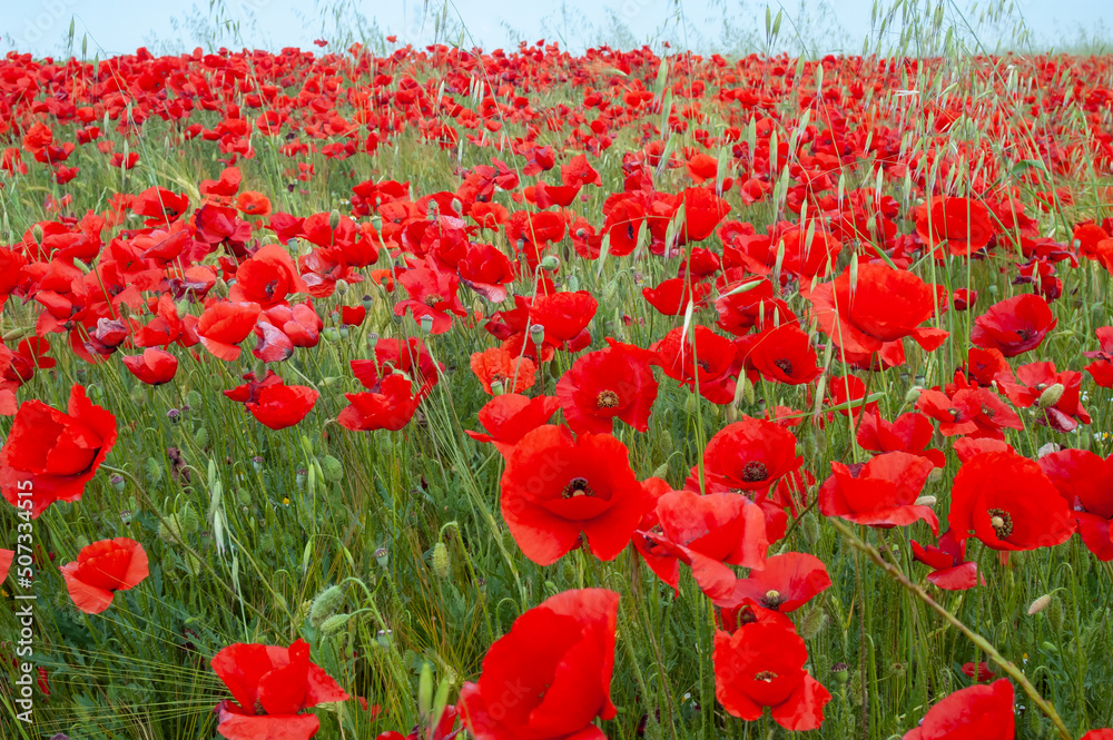 Obraz premium planting of flowering poppies in spring