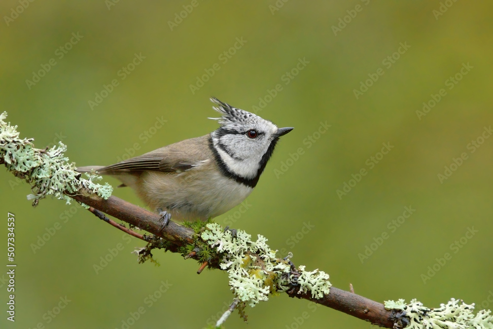 Fototapeta premium European crested tit (Lophophanes cristatus) in the forest.