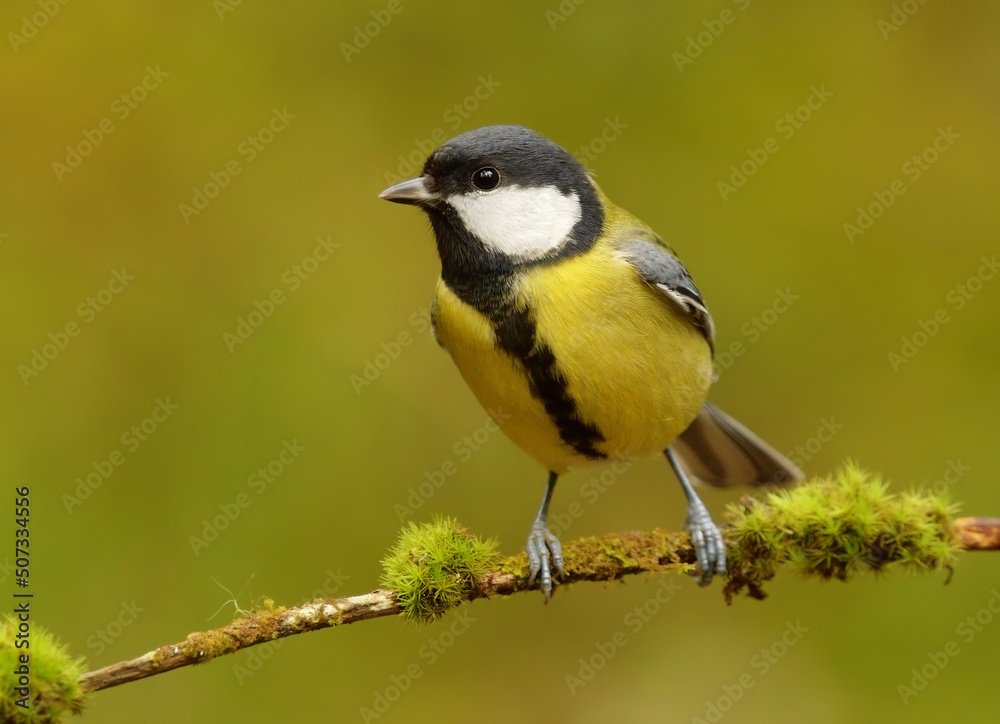 Fototapeta premium Great tit (Parus major) in the forest looking for food.