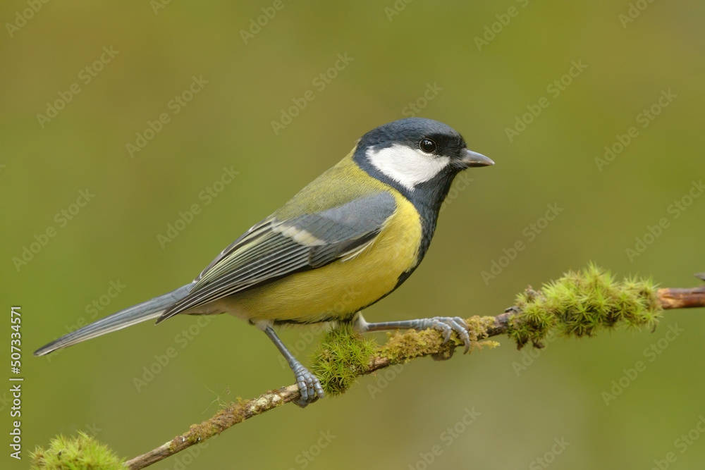 Obraz premium Great tit (Parus major) sitting on a mossy branch in the forest.