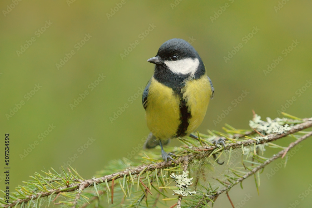 Great tit (Parus major) sitting on a spruce branch in winter. Great tit (Parus major) sitting on a spruce branch in winter.