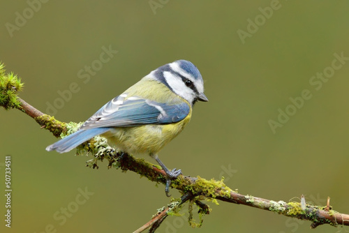 Eurasian blue tit (Cyanistes caeruleus) in the forest.