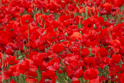 Canvas Print close up of planting of flowering poppies in spring