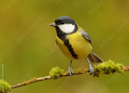 Great tit (Parus major) in the forest looking for food.