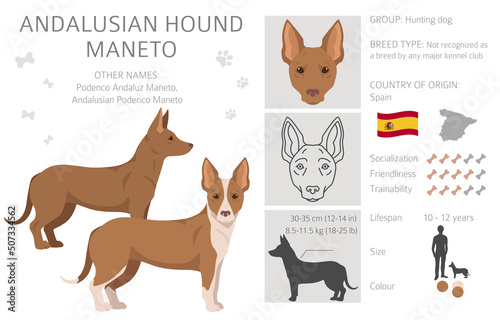 Andalusian hound Maneto clipart. Different poses, coat colors set