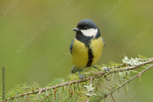 Great tit (Parus major) sitting on a spruce branch in winter.