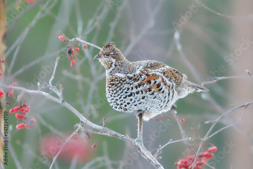 Photography Hazel grouse (Tetrastes bonasia) sitting on a rowan tree in winter