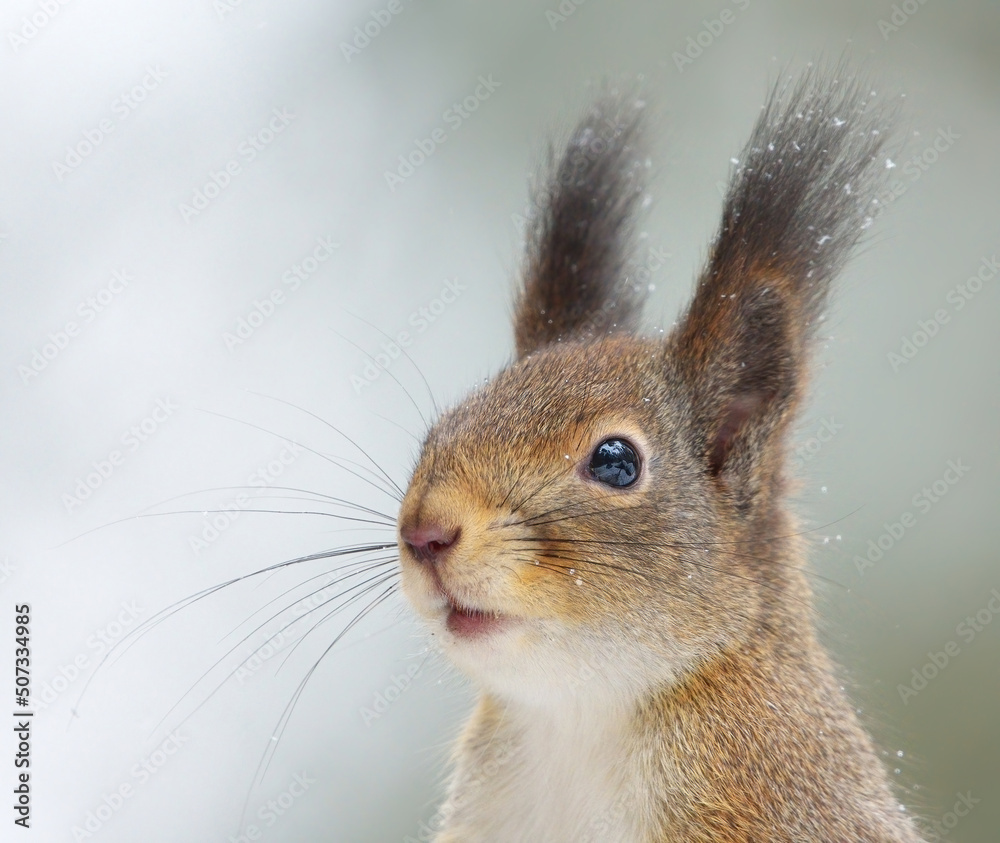 Red squirrel (Sciurus vulgaris) in winter with white snow in the background. Red squirrel (Sciurus vulgaris) in winter with white snow in the background.
