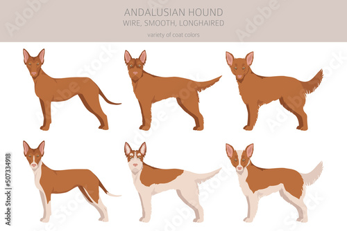 Andalusian hound clipart. Different poses, coat colors set photo