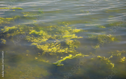 blooming water and algae in summer. mud floats on the surface  the water takes on an unpleasant odor and a green color. problems with ecology and water pollution