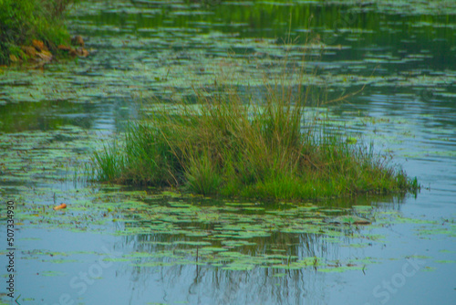 grass in the water