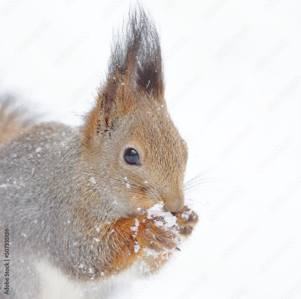 Red squirrel (Sciurus vulgaris) in winter with white snow in the background. Red squirrel (Sciurus vulgaris) in winter with white snow in the background.