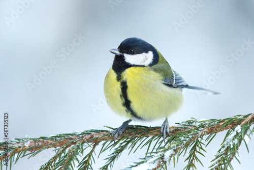 Great tit (Parus major) resting on a spruce branch in winter.
