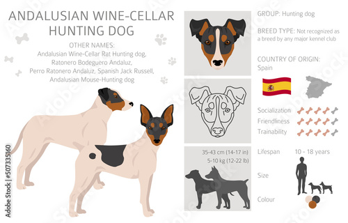 Andalusian Wine-cellar rat hunting dog clipart. Different poses, coat colors set
