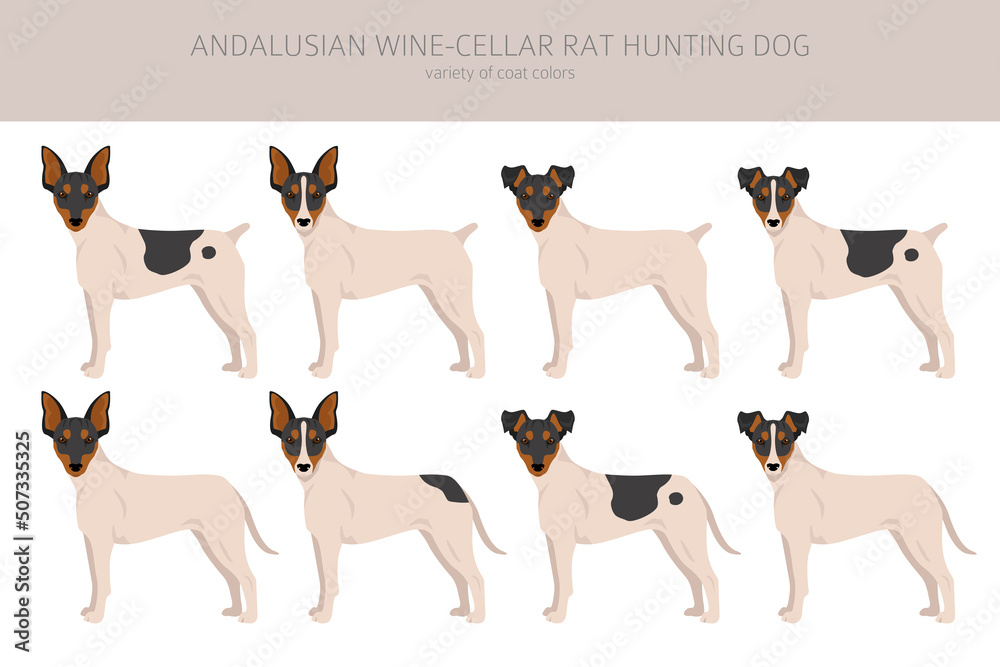 Andalusian Wine-cellar rat hunting dog clipart. Different poses, coat colors set