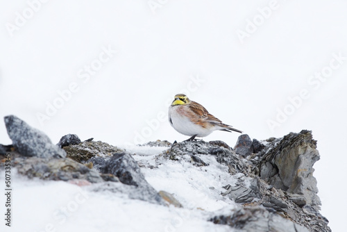 Horned lark or shore lark (Eremophila alpestris) sitting on a snowy mud pile in winter. photo