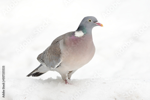 Common wood pigeon  Columba palumbus  walking in the snow.