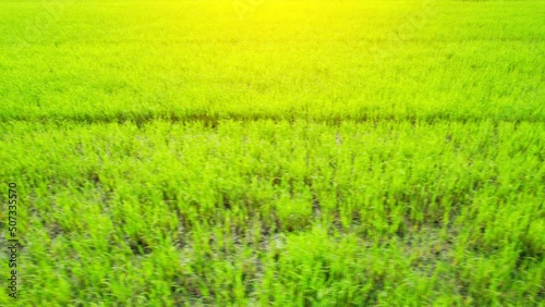 The sapling of the green rice plant. Video of fresh spring rice field green background. green nature background. Nonthaburi, Thailand. 4K drone.
 photo