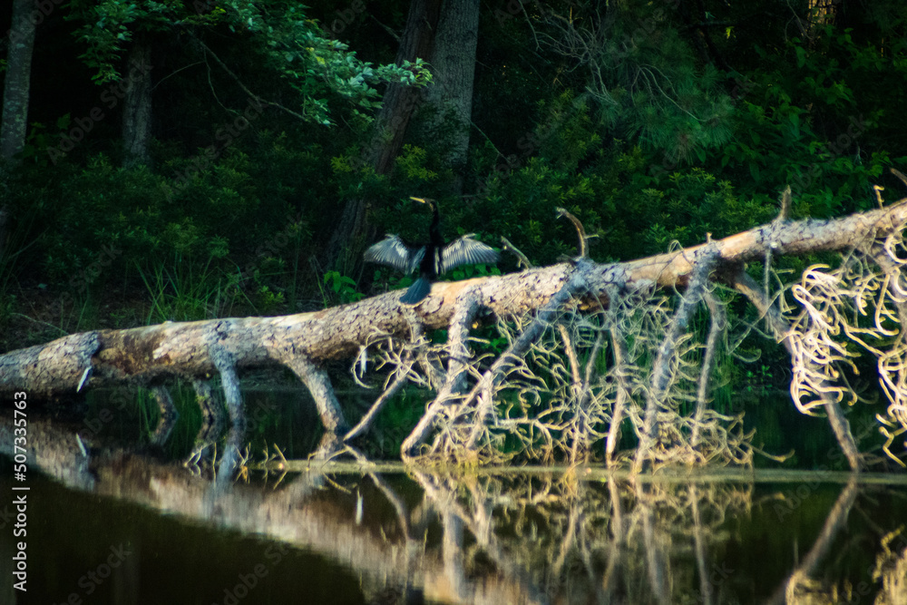 Obraz premium heron in the woods