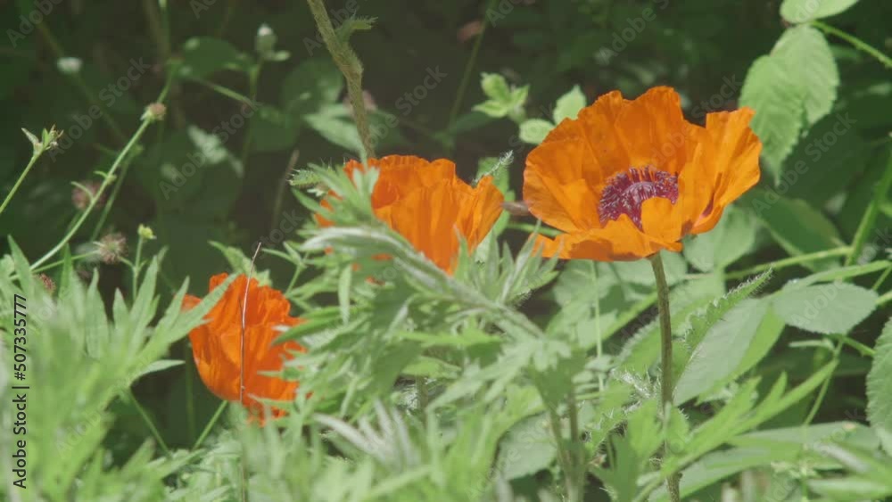 A bee hovers around poppy flowers amongst wild green foliage in a country field A bee hovers around poppy flowers amongst wild green foliage in a country field
