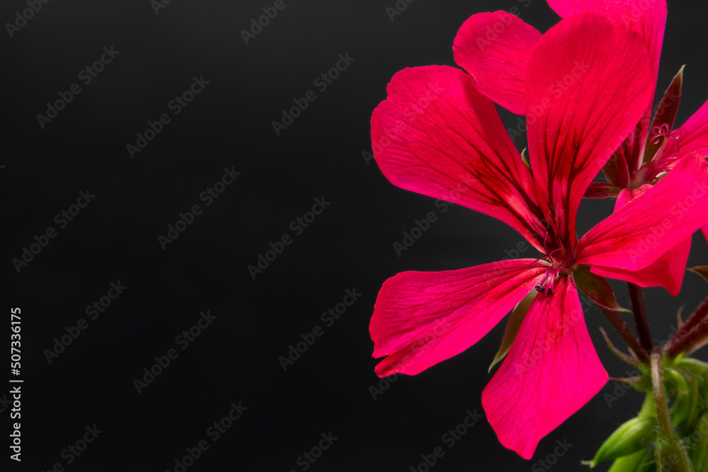 Obraz Kwiat pelargonii na czarnym tle fototapeta, plakat