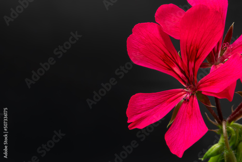 Kwiat pelargonii na czarnym tle
